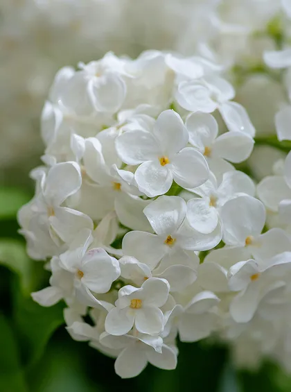 realizacja dla stowarzyszenie brzezina